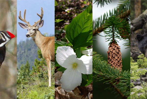 Ecological Forestry 101