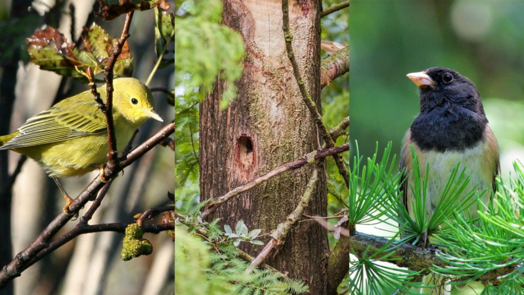 Forest restoration with birds in mind - Northwest Natural Resource Group