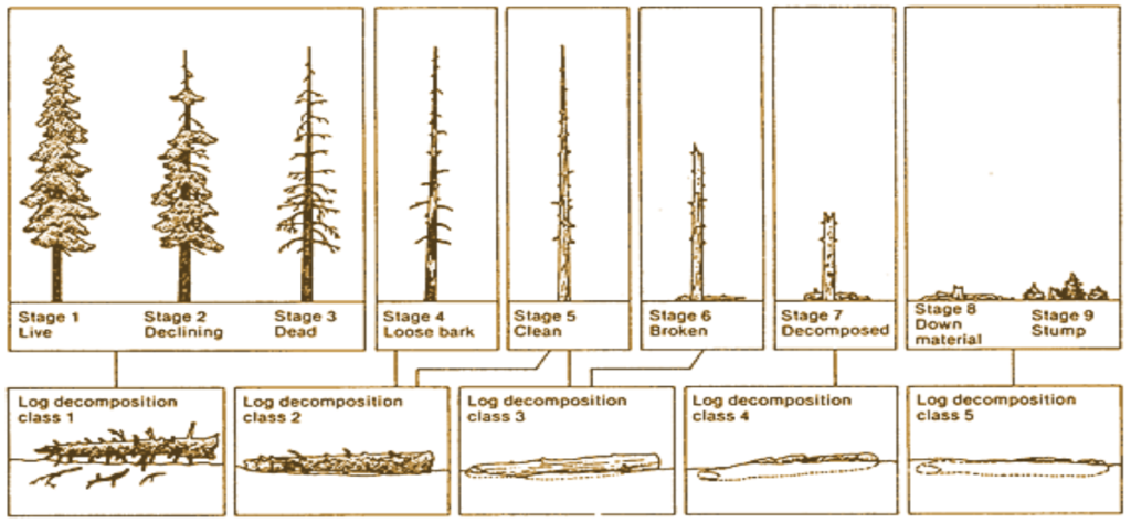 Snags - The Wildlife Tree  Washington Department of Fish & Wildlife