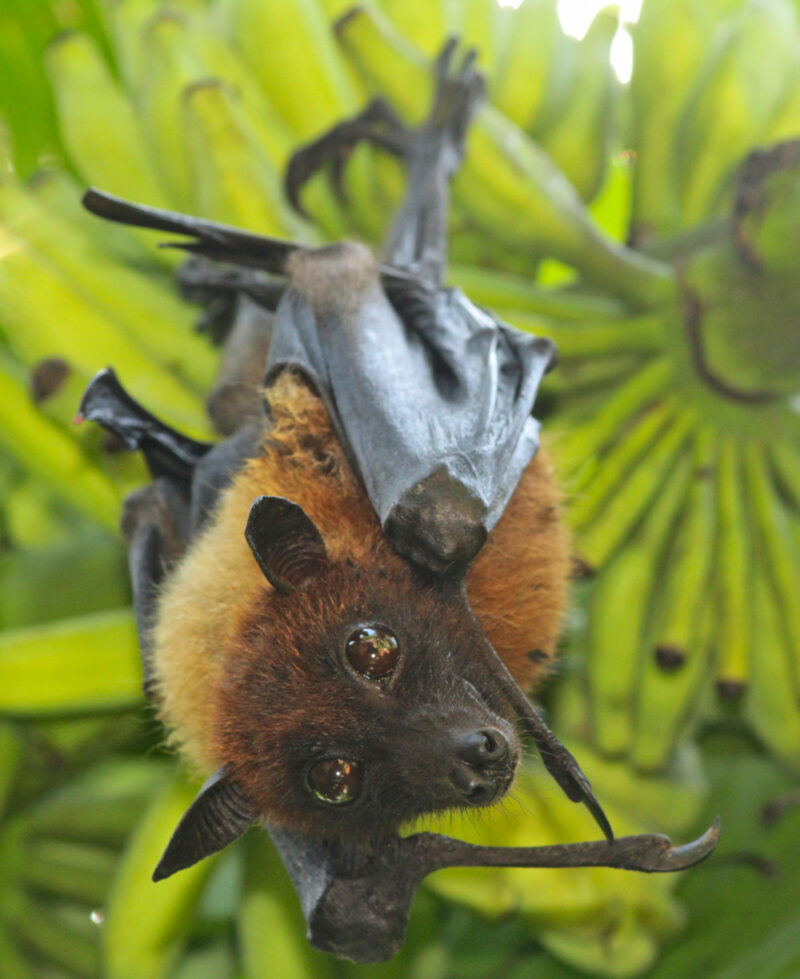 Forest Bats of the Pacific Northwest - Northwest Natural Resource Group