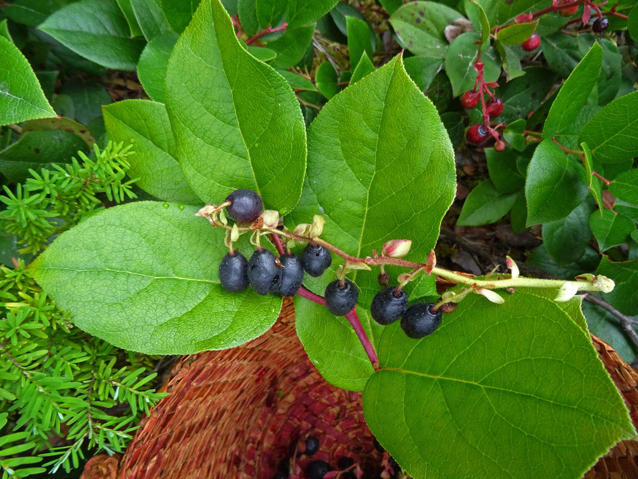 berries-salal-qa – Northwest Natural Resource Group