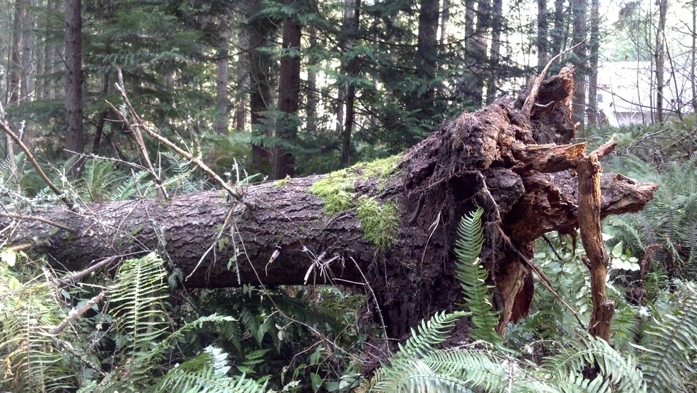 Getting to the Root (Rot) of the Forest - Northwest Natural Resource Group