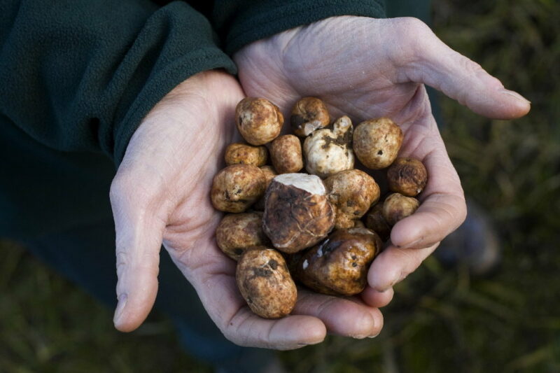 A Truffle in the Hand is Worth Eight Underground \u2013 Northwest Natural ...