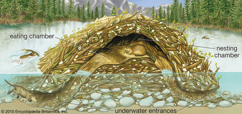 Beavers as Partners in Riparian Restoration - Northwest Natural