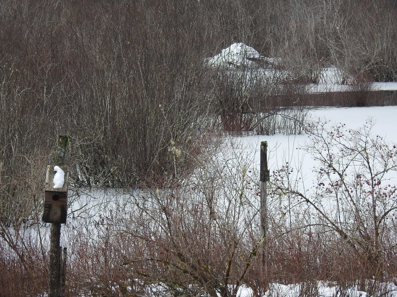 Beavers as Partners in Riparian Restoration - Northwest Natural ...