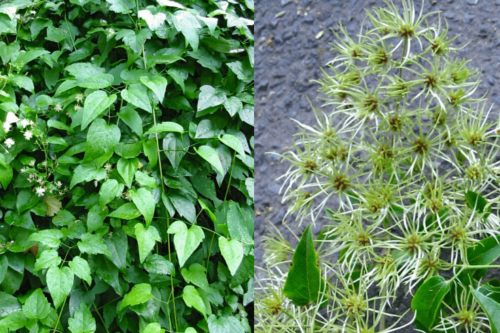 English ivy identification and control: Hedera helix - King County,  Washington